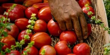 Familias compran solo lo necesario ante alto precio del tomate