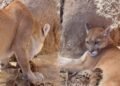 Nacen tres crías de puma en el Centro Ecológico de Sonora
