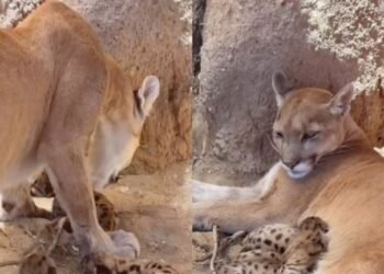 Nacen tres crías de puma en el Centro Ecológico de Sonora