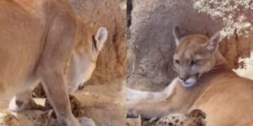 Nacen tres crías de puma en el Centro Ecológico de Sonora
