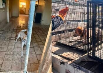 Rescatan a tres perros durante cateo por presunto maltrato animal