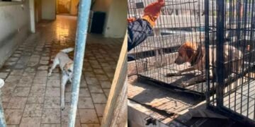 Rescatan a tres perros durante cateo por presunto maltrato animal