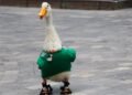 El Pato Merlín  de fenómeno viral a invitado especial
