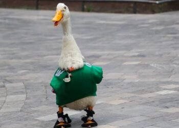 El Pato Merlín de fenómeno viral a invitado especial El Pato Merlín de fenómeno viral a invitado especial