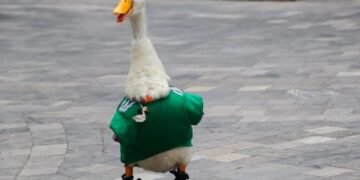 El Pato Merlín  de fenómeno viral a invitado especial