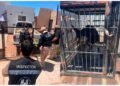Rescatan a perro durante investigación por presunto maltrato animal