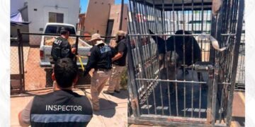 Rescatan a perro durante investigación por presunto maltrato animal