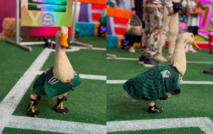 Pato Merlín es nombrado embajador de CDMX Pato Merlín es nombrado embajador de CDMX