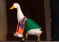 Ni el Pato Merlín se salvó: le roban sus zapatos especiales