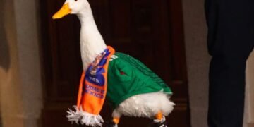 Ni el Pato Merlín se salvó: le roban sus zapatos especiales