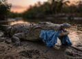 Ataque de cocodrilo en Puerto Vallarta deja un fallecido