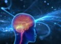 Llega a México “WEB”: tecnología médica de vanguardia para tratar aneurismas cerebrales