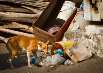 Crece la preocupación en Hermosillo por los perros en situación de calle