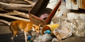 Crece la preocupación en Hermosillo por los perros en situación de calle