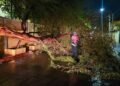 ¡Caos por la tormenta! Árboles caídos, apagones e inundaciones