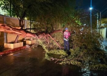 ¡Caos por la tormenta! Árboles caídos, apagones e inundaciones ¡Caos por la tormenta! Árboles caídos, apagones e inundaciones