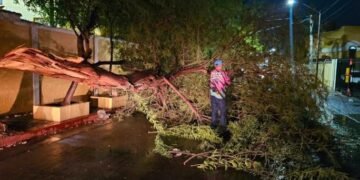 ¡Caos por la tormenta! Árboles caídos, apagones e inundaciones