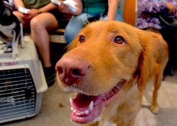 ¡ES GRATIS! Lleva a tu perro o gato a baño antigarrapatas y consulta veterinaria