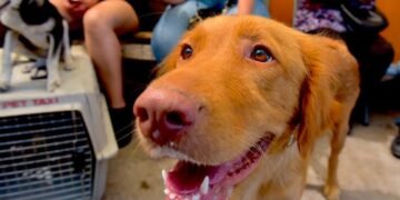 ¡ES GRATIS! Lleva a tu perro o gato a baño antigarrapatas y consulta veterinaria