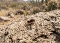 Descubren nueva especie de araña en el Cerro Altares de Hermosillo