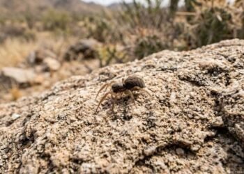 Descubren nueva especie de araña en el Cerro Altares de Hermosillo