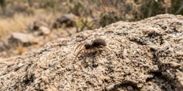 Descubren nueva especie de araña en el Cerro Altares de Hermosillo
