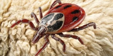 ¡Alerta sanitaria en Sonora! Suman 38 muertes por rickettsia en lo que va del año