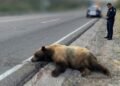 Reportan oso atropellado en la carretera Ímuris–Cananea; autoridades llaman a extremar precauciones