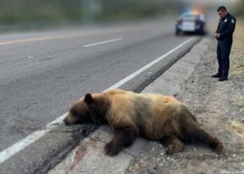 Reportan oso atropellado en la carretera Ímuris–Cananea; autoridades llaman a extremar precauciones