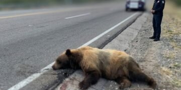 Reportan oso atropellado en la carretera Ímuris–Cananea; autoridades llaman a extremar precauciones