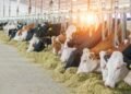 Sonora se alista para reabrir la frontera a la exportación de ganado