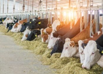 Sonora se alista para reabrir la frontera a la exportación de ganado