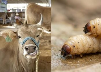 Sonora confirma segundo caso de gusano barrenador