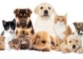Todo listo para la Feria de Adopciones en Hermosillo: una oportunidad para cambiar vidas