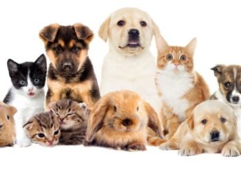 Todo listo para la Feria de Adopciones en Hermosillo: una oportunidad para cambiar vidas