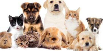 Todo listo para la Feria de Adopciones en Hermosillo: una oportunidad para cambiar vidas
