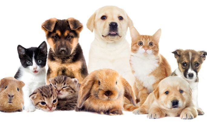 Todo listo para la Feria de Adopciones en Hermosillo: una oportunidad para cambiar vidas Todo listo para la Feria de Adopciones en Hermosillo: una oportunidad para cambiar vidas