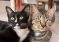 ¡Atención, dueños de michis! Esteriliza a tu gato gratis este sábado en Hermosillo