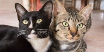 ¡Atención, dueños de michis! Esteriliza a tu gato gratis este sábado en Hermosillo