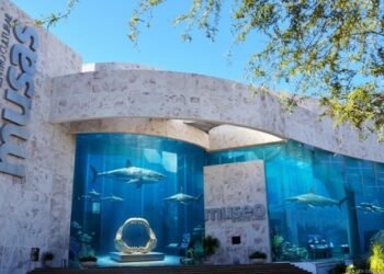 Cara a cara con el rey del océano: llega la impresionante expo «Tiburones» a MUSAS