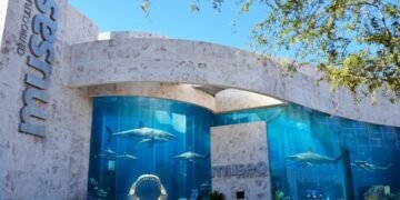 Cara a cara con el rey del océano: llega la impresionante expo «Tiburones» a MUSAS