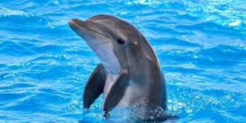 PROFEPA investiga la muerte de Moana, una delfín de ocho años en Sonora