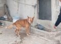 Rescatan y brindan atención veterinaria a canino tras cateo por maltrato animal en Agua Prieta