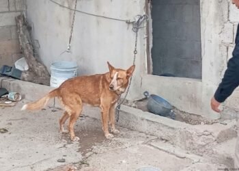 Rescatan y brindan atención veterinaria a canino tras cateo por maltrato animal en Agua Prieta