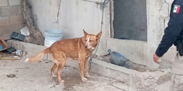 Rescatan y brindan atención veterinaria a canino tras cateo por maltrato animal en Agua Prieta