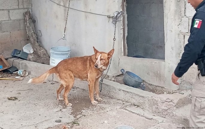 Rescatan y brindan atención veterinaria a canino tras cateo por maltrato animal en Agua Prieta Rescatan y brindan atención veterinaria a canino tras cateo por maltrato animal en Agua Prieta