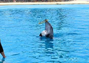 Delfín Moana murió por traumatismo; investigan lo ocurrido en recinto de Sonora Delfín Moana murió por traumatismo; investigan lo ocurrido en recinto de Sonora