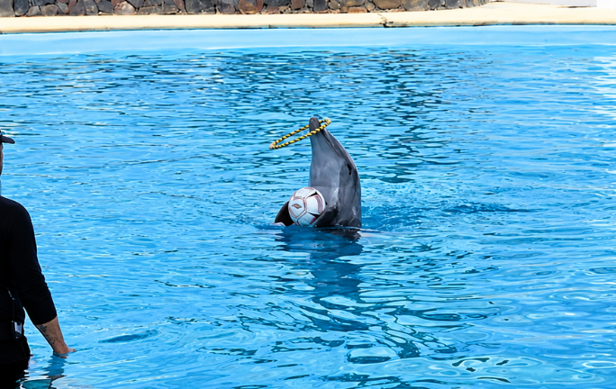 Delfín Moana murió por traumatismo; investigan lo ocurrido en recinto de Sonora Delfín Moana murió por traumatismo; investigan lo ocurrido en recinto de Sonora