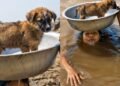 Un rescate que conmueve al mundo: Niño nada entre inundaciones en Vietnam cargando a su perrito sobre la cabeza