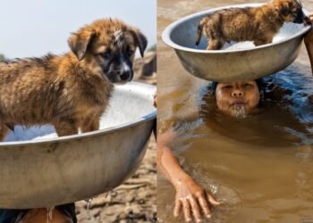 Un rescate que conmueve al mundo: Niño nada entre inundaciones en Vietnam cargando a su perrito sobre la cabeza